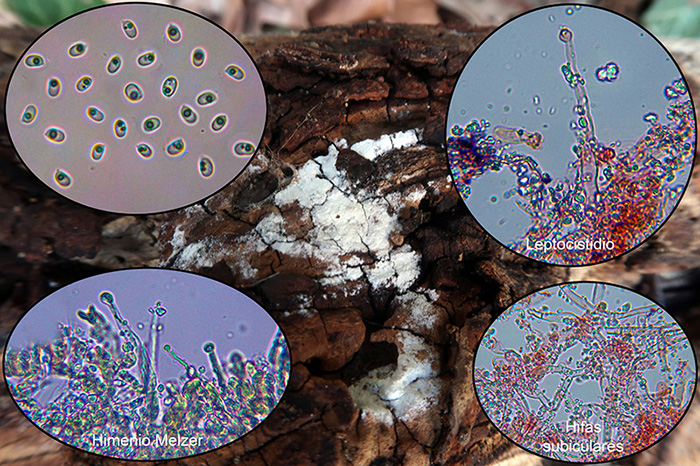 Athelioid fungus on Conium maculatum